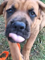 Phoenix, a male Great Dane and English Mastiff for sale in Foreston, MN – 3 of 5