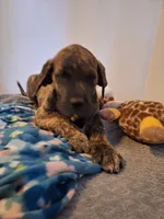 Georgi, a male Great Dane and English Mastiff for sale in Foreston, MN – 6 of 7