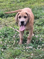 Nevada Daniff, a male Great Dane and English Mastiff for sale in Foreston, MN – 10 of 10