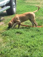 Jenna Daniff, a female Great Dane and English Mastiff for sale in Foreston, MN – 2 of 5
