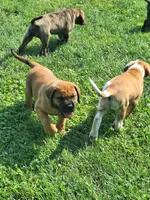 Amigo, a male English Mastiff for sale in Foreston, MN – 6 of 6
