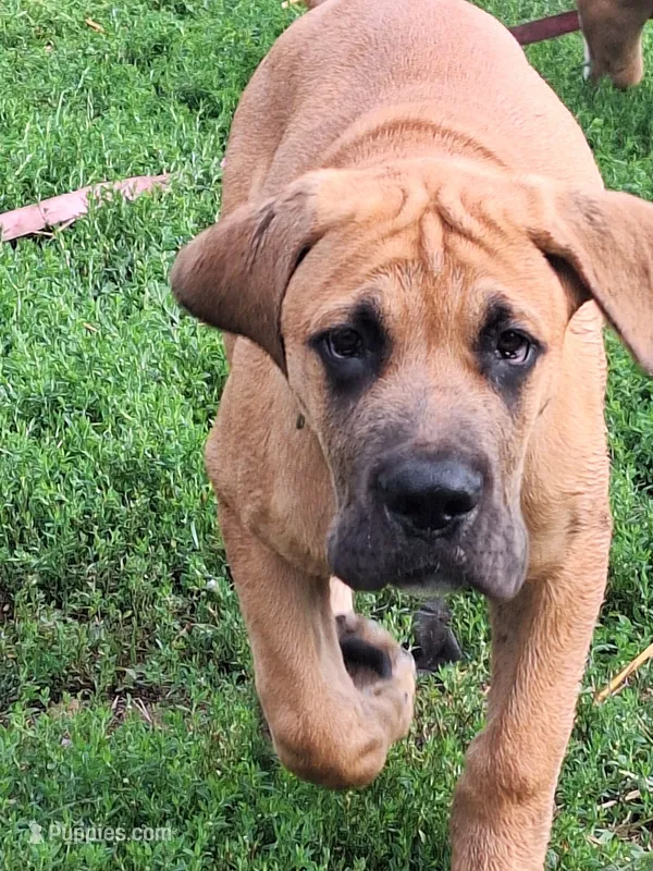 Jackson Daniff – Great Dane, English Mastiff puppy for sale in Foreston, MN