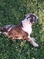 Buster, a male English Mastiff for sale in Foreston, MN – 5 of 5