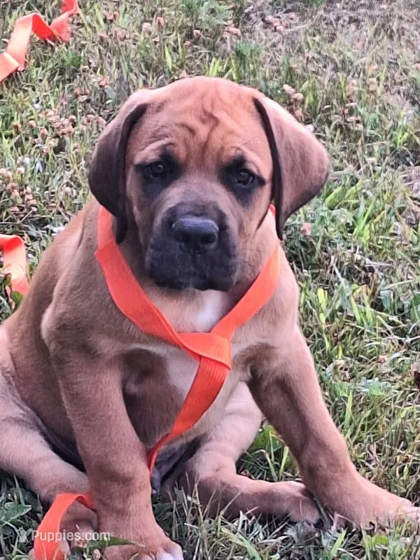 Phoenix – Great Dane, English Mastiff puppy for sale in Foreston, MN