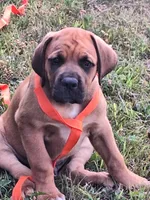 Phoenix, a male Great Dane and English Mastiff for sale in Foreston, MN – 1 of 5