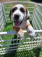 Sugar, a female Great Dane and English Mastiff for sale in Foreston, MN – 4 of 4