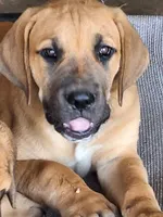 Sunshine, a female Great Dane and English Mastiff for sale in Foreston, MN – 3 of 3