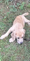 Nevada Daniff, a male Great Dane and English Mastiff for sale in Foreston, MN – 8 of 10