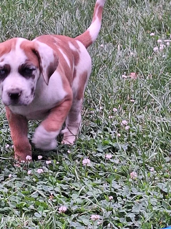 Sugar – Great Dane, English Mastiff puppy for sale in Foreston, MN