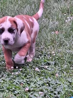 Sugar, a female Great Dane and English Mastiff for sale in Foreston, MN – 1 of 4