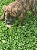 Brinda Daniff, a female English Mastiff for sale in Foreston, MN – 3 of 4