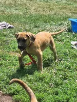 Jenna Daniff, a female Great Dane and English Mastiff for sale in Foreston, MN – 3 of 5