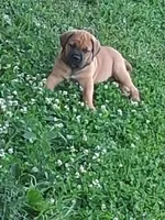 Amigo, a male English Mastiff for sale in Foreston, MN – 3 of 6