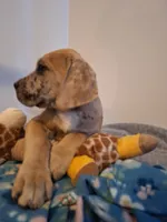 Sierra Champagne, a female Great Dane and English Mastiff for sale in Foreston, MN – 2 of 4