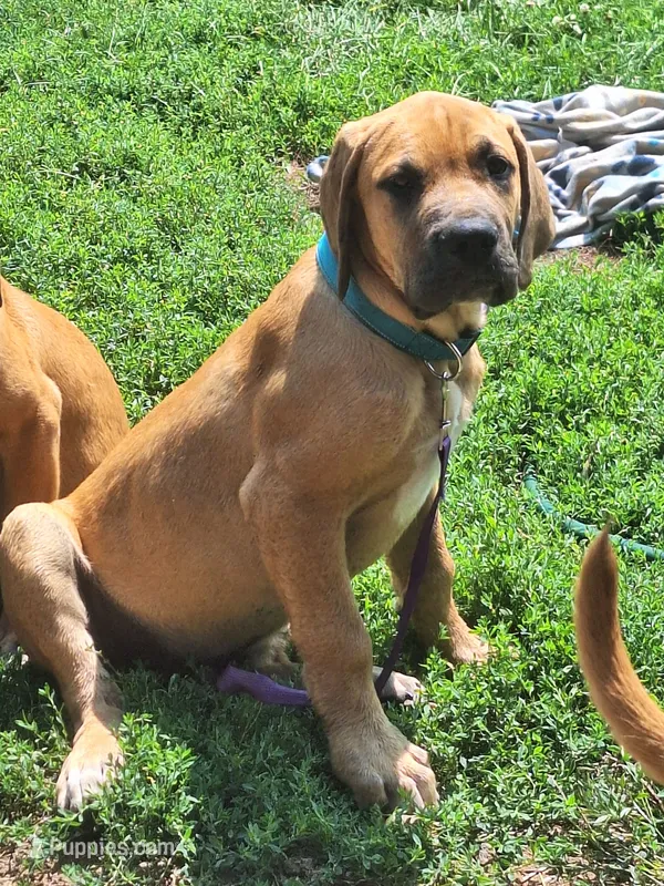 Jackson Daniff – Great Dane, English Mastiff puppy for sale in Foreston, MN