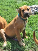 Jackson Daniff, a male Great Dane and English Mastiff for sale in Foreston, MN – 1 of 5