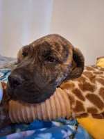 Georgi, a male Great Dane and English Mastiff for sale in Foreston, MN – 4 of 7
