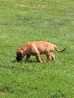 Amigo, a male English Mastiff for sale in Foreston, MN – 4 of 6