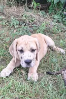Nevada Daniff, a male Great Dane and English Mastiff for sale in Foreston, MN – 6 of 10