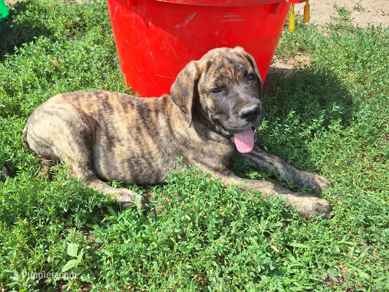 Baxter – Great Dane, English Mastiff puppy for sale in Foreston, MN