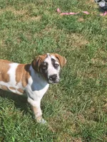 Honey, a female Great Dane and English Mastiff for sale in Foreston, MN – 5 of 5