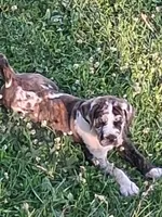 Buster, a male English Mastiff for sale in Foreston, MN – 3 of 5