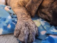 Georgi, a male Great Dane and English Mastiff for sale in Foreston, MN – 3 of 7