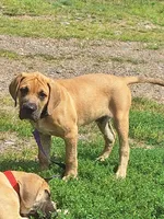 Jesse James, a  Great Dane and English Mastiff for sale in Foreston, MN – 2 of 4