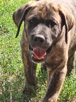 Baxter, a male Great Dane and English Mastiff for sale in Foreston, MN – 5 of 6