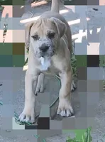 Nevada Daniff, a male Great Dane and English Mastiff for sale in Foreston, MN – 5 of 10