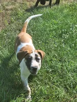 Honey, a female Great Dane and English Mastiff for sale in Foreston, MN – 2 of 5