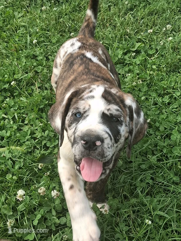 Bronco Daniff – English Mastiff puppy for sale in Foreston, MN