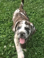 Bronco Daniff, a male English Mastiff for sale in Foreston, MN – 1 of 2