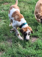 HONEY DANIFF, a female Great Dane and English Mastiff for sale in Foreston, MN – 10 of 10