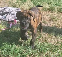 Penelope, a female Great Dane and English Mastiff for sale in Foreston, MN – 1 of 3