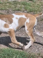 Honey, a female Great Dane and English Mastiff for sale in Foreston, MN – 4 of 5