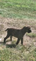 Penelope, a female Great Dane and English Mastiff for sale in Foreston, MN – 2 of 3