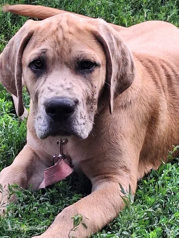 Nevada Daniff – Great Dane, English Mastiff puppy for sale in Foreston, MN