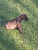 Bree, a female English Mastiff for sale in Foreston, MN – 6 of 6
