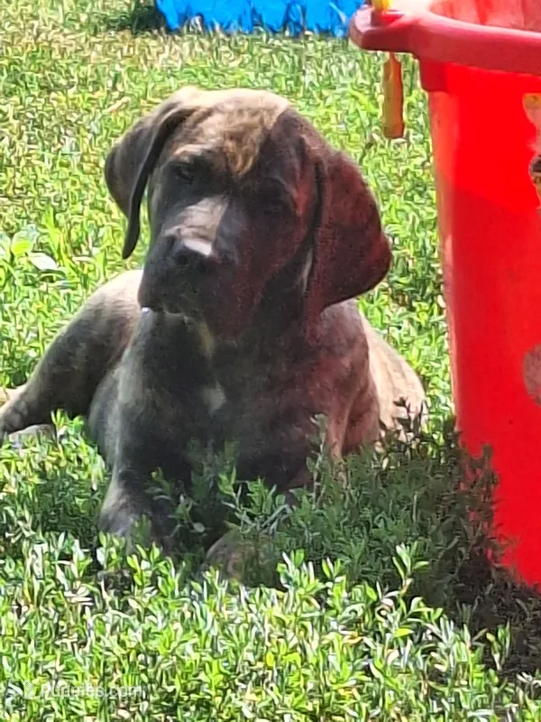 Baxter – Great Dane, English Mastiff puppy for sale in Foreston, MN
