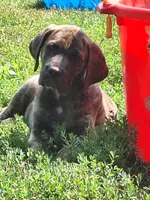 Baxter, a male Great Dane and English Mastiff for sale in Foreston, MN – 1 of 6