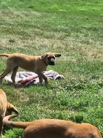 Jenna Daniff, a female Great Dane and English Mastiff for sale in Foreston, MN – 5 of 5