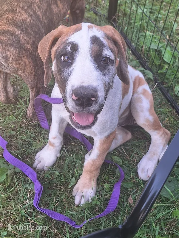 Honey – Great Dane, English Mastiff puppy for sale in Foreston, MN