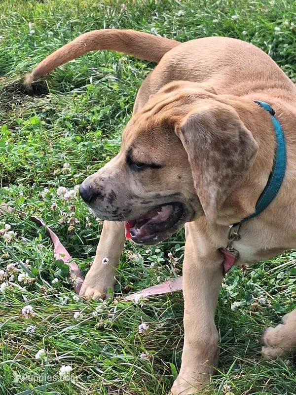 Nevada Daniff – Great Dane, English Mastiff puppy for sale in Foreston, MN