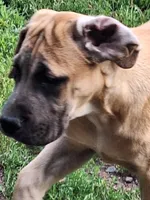 Lizzy, a female Great Dane and English Mastiff for sale in Foreston, MN – 3 of 3