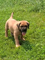 Amigo, a male English Mastiff for sale in Foreston, MN – 5 of 6