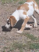 Honey, a female Great Dane and English Mastiff for sale in Foreston, MN – 3 of 5