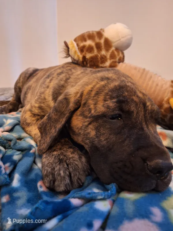 Georgi – Great Dane, English Mastiff puppy for sale in Foreston, MN
