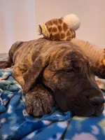 Georgi, a male Great Dane and English Mastiff for sale in Foreston, MN – 1 of 7