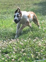 HONEY DANIFF, a female Great Dane and English Mastiff for sale in Foreston, MN – 2 of 10